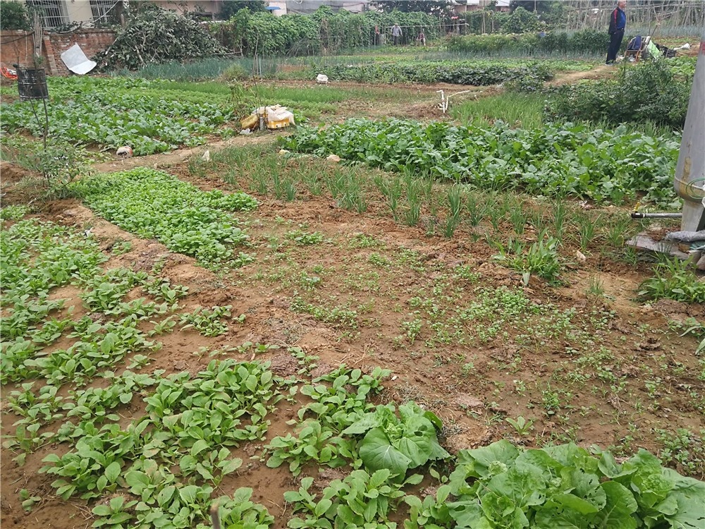 南阳闹市区竟藏着这样一家占地60亩的生态农庄