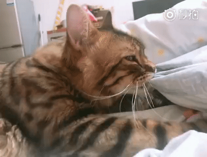 壁纸 动物 猫 猫咪 小猫 桌面 421_320 gif 动态图 动图