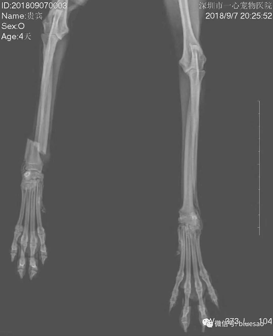 【病例分享】贵宾犬桡尺骨骨折,prcl系统手术病例分享