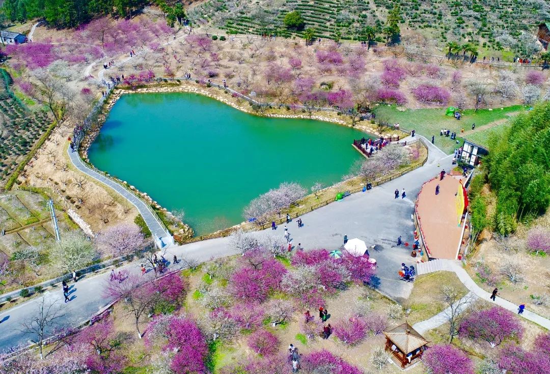 十里梅花香雪海,吉山梅园,是目前萧山梅花品种最多的赏梅基地之一,是