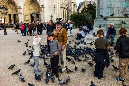 游客把巴黎鸽子喂成灾,现在完全没法解决~