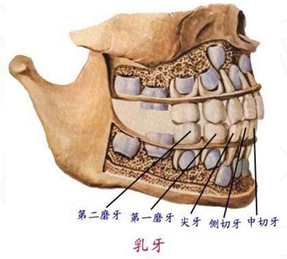 五六岁小孩牙疼怎么办