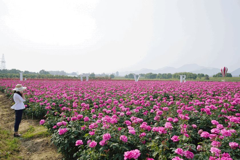 渡轮而上处,柳暗花明 新沙岛玫瑰园 承载着多处网红打卡地 放眼堤坝