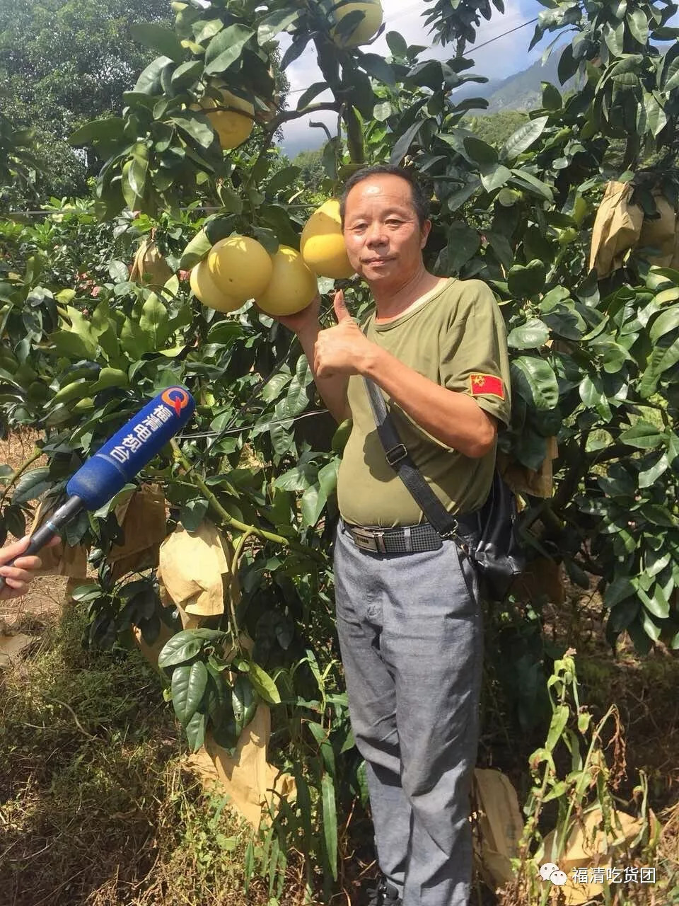 采摘红心柚的季节来啦!组团,约起~_柚子