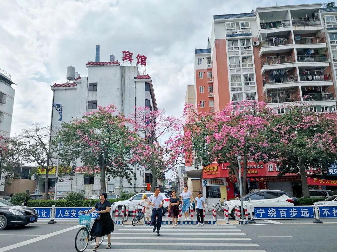 美如画!惠州下角异木棉惊艳绽放,治愈"少女粉"许你秋日浪漫!