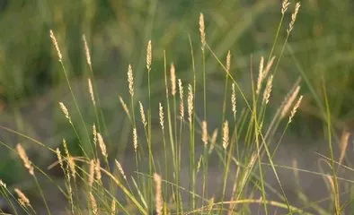 沙芦草,国家二级保护植物,生长于陕北,内蒙古等地的荒漠中,发芽率低至