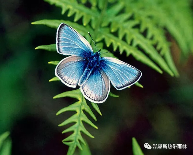 org) 这种濒临绝种的蝴蝶只有在俄勒冈的威拉米特河谷才找得到.