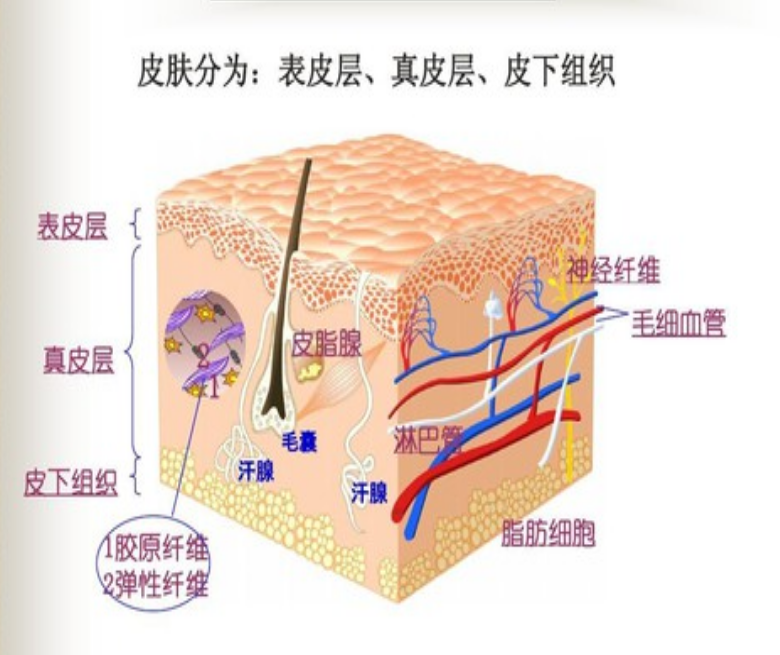 它由表皮,真皮以及皮下组织三大层组成,每一层对维持皮肤的健康都