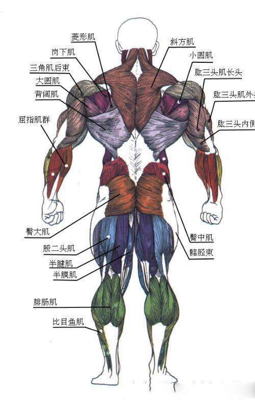 家庭健身必备,全身七大块肌肉锻炼方法分享