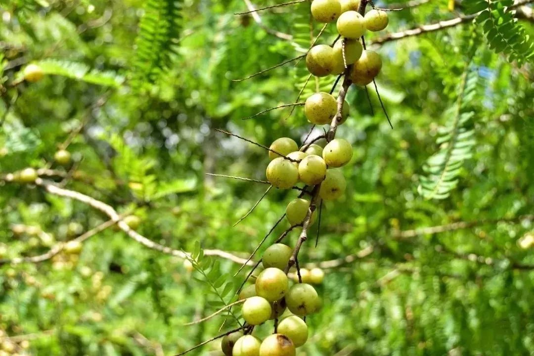 油柑熟了