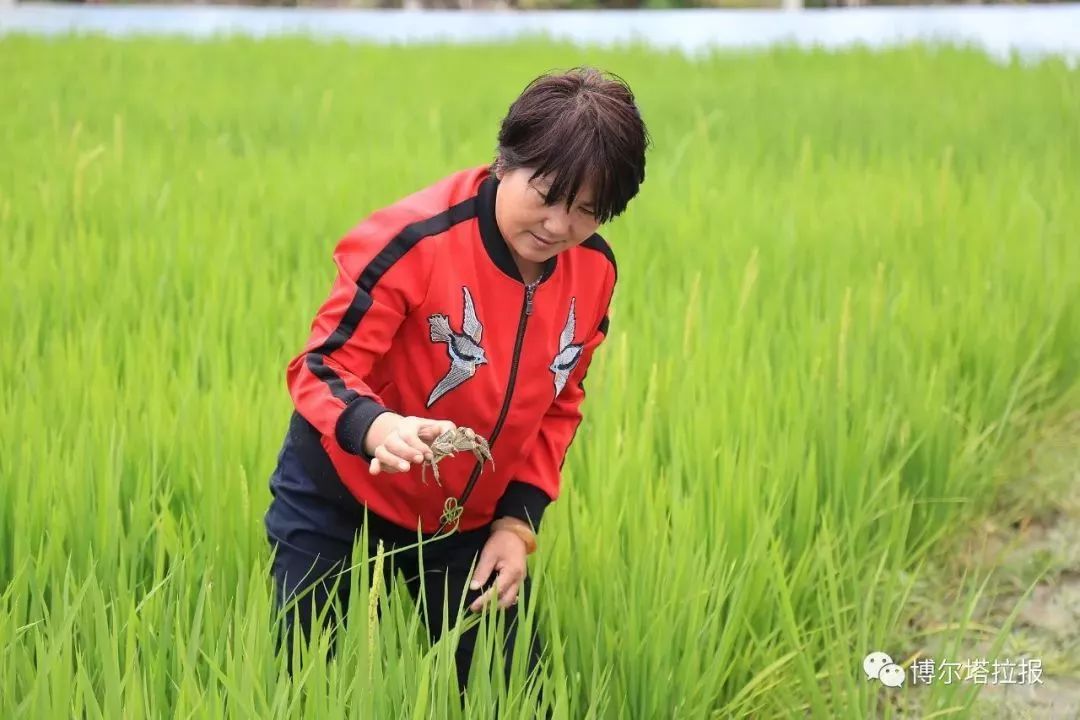 丰收幸福博乐这个村金秋稻香飘蟹肥美幸福喜悦说不完