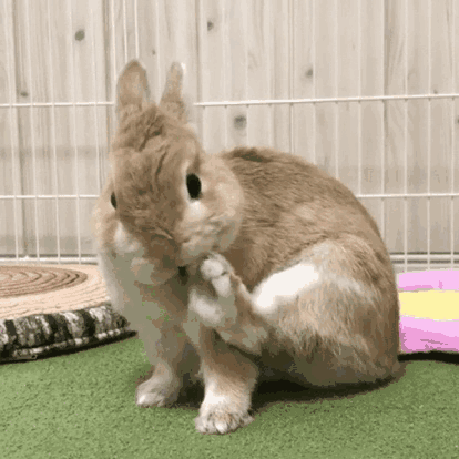 兔子为什么会舔人呢?