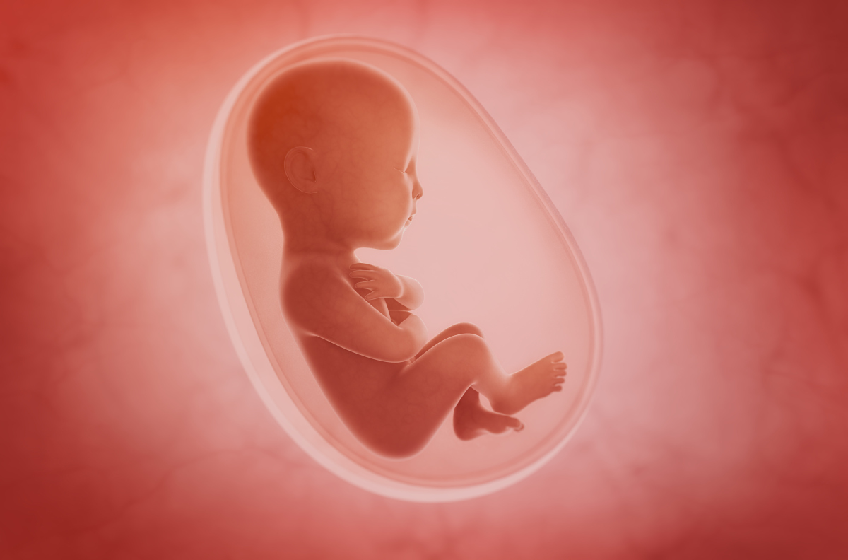 胎儿每天在妈妈肚子里干嘛？告诉你，超忙的！