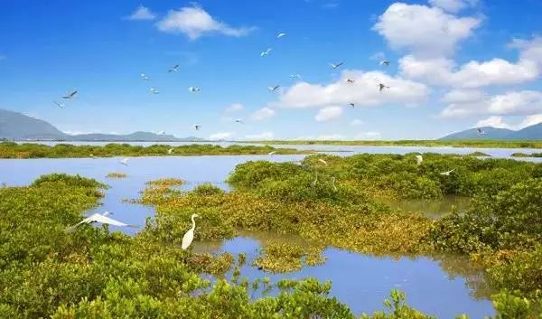 漳州云霄红树林湿地生态公园