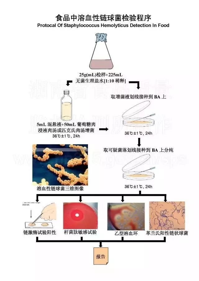 微生物实验室实用挂图(三): 食品中大肠菌群测定检验程序