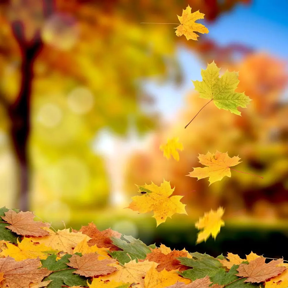 今日化学 || 为什么秋天的叶子,有的变黄,有的变红?