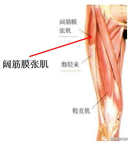 康复考试必背考点011:解剖学—髋关节自由下肢的肌肉