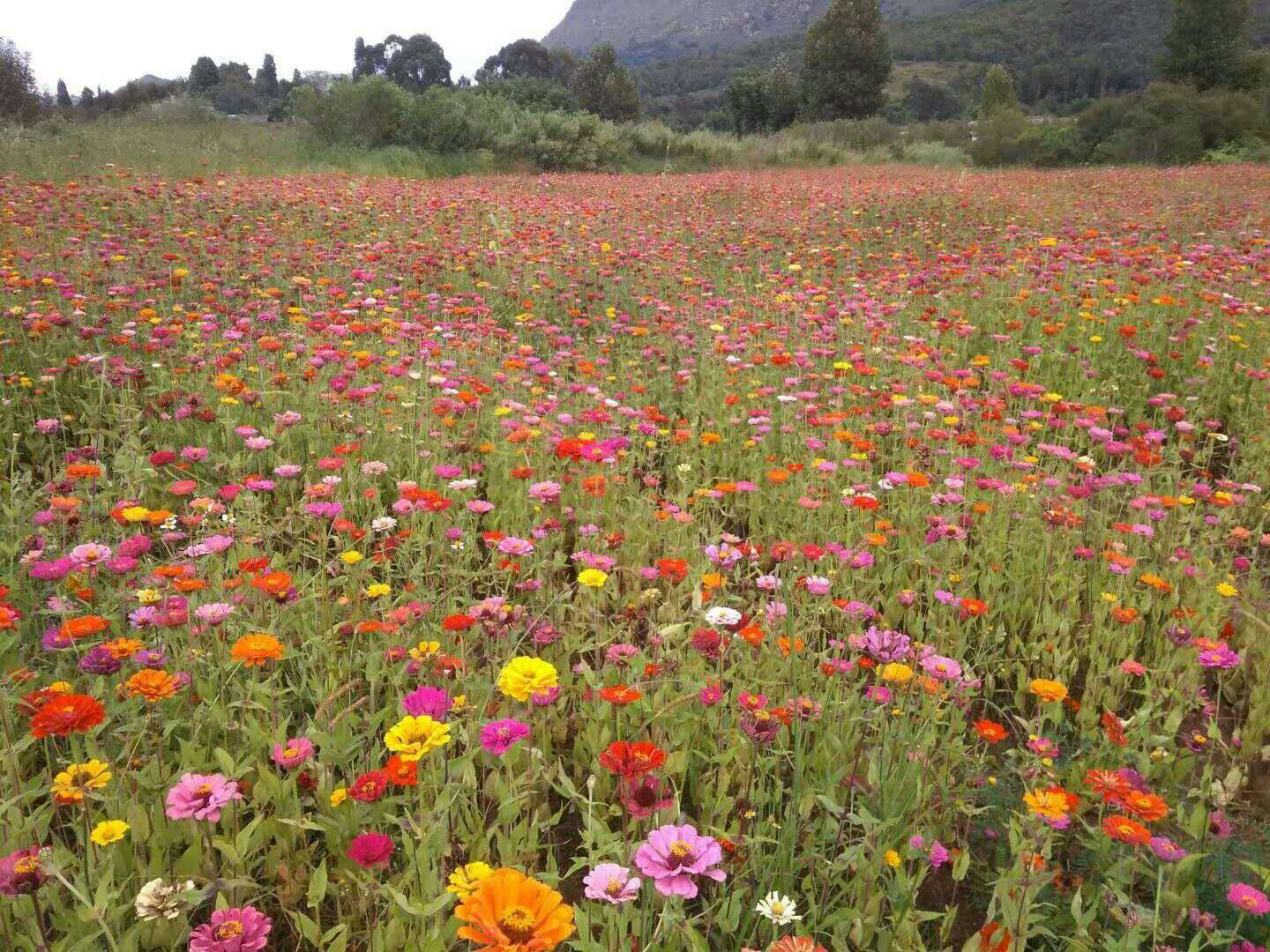 2018年9月29日星期六骑行太平看非洲菊花海