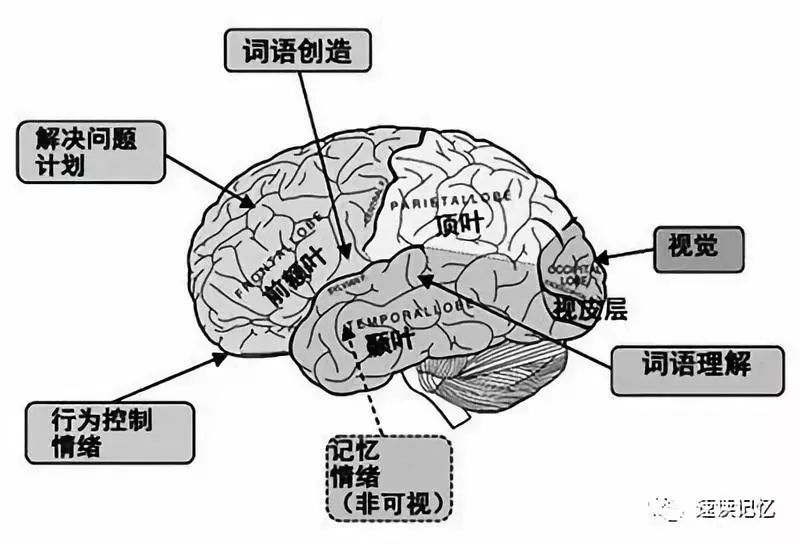 能干的人,大脑就是不同!懂得模仿他们的习惯,你也能练就聪明脑袋.