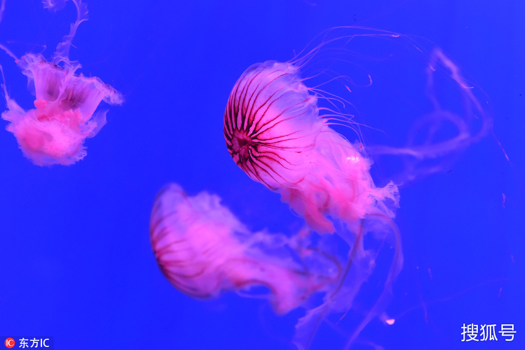 大连老虎滩海洋公园紫纹海刺水母超梦幻!