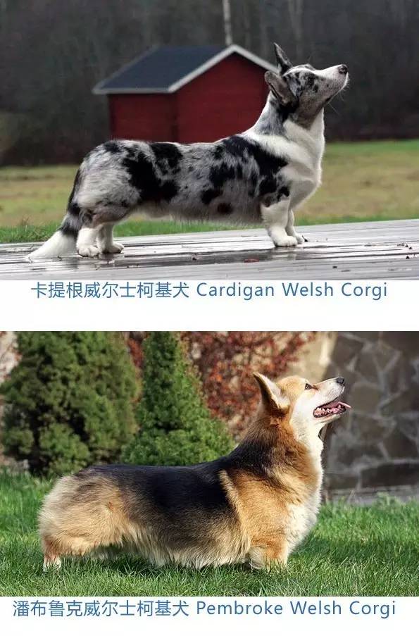 威尔士柯基犬通常分成两个品种:卡提根(cardigan) 跟潘布鲁克