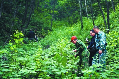 行走在雾灵山林莽深处的护林员:摸清林场动植物家底