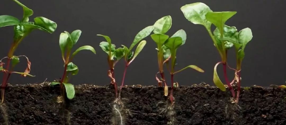 生物大师种子的萌发过程悯农