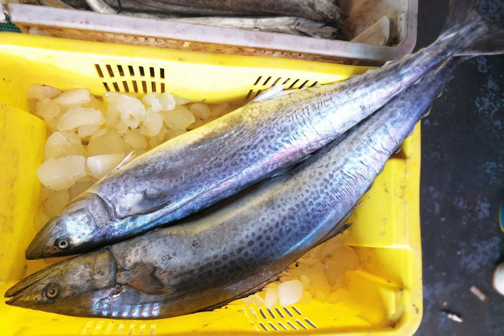 大个头鲅鱼现在还不是很多,冬春季节较多,价格在25块钱一斤,没大变化.