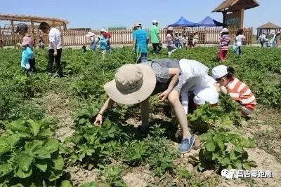 新疆吉木萨尔有多少人口_人口普查(3)