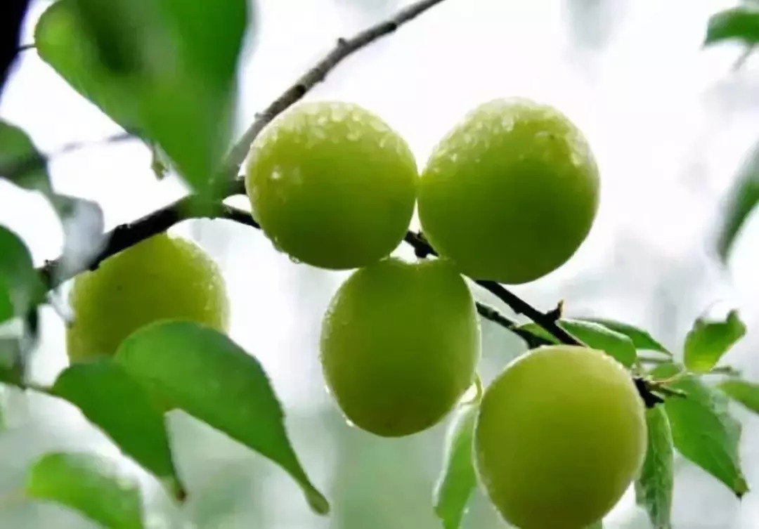 "黄梅时节家家雨