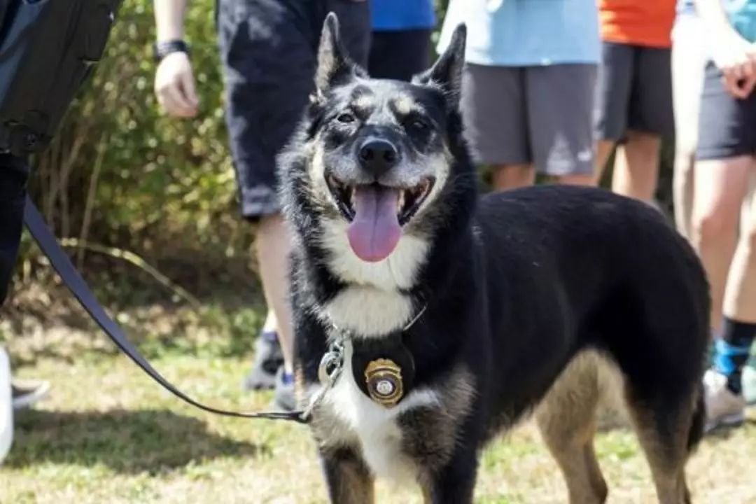 她8年前救助一只流浪狗，8年后狗狗变成警犬救了她的儿子！