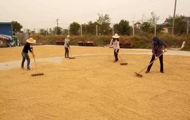 用铁锹,把刚脱粒的谷子抛到空中,借助风的力量,将稻谷和草叶分离.