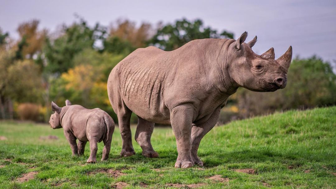 切斯特动物园,7周大的小犀牛jumaane; chester zoo