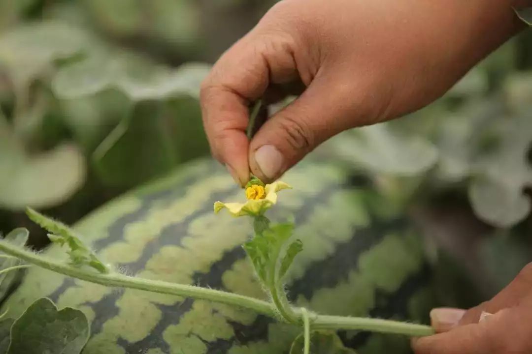 西瓜授粉一般有两种方法:花对花法和毛笔蘸粉法