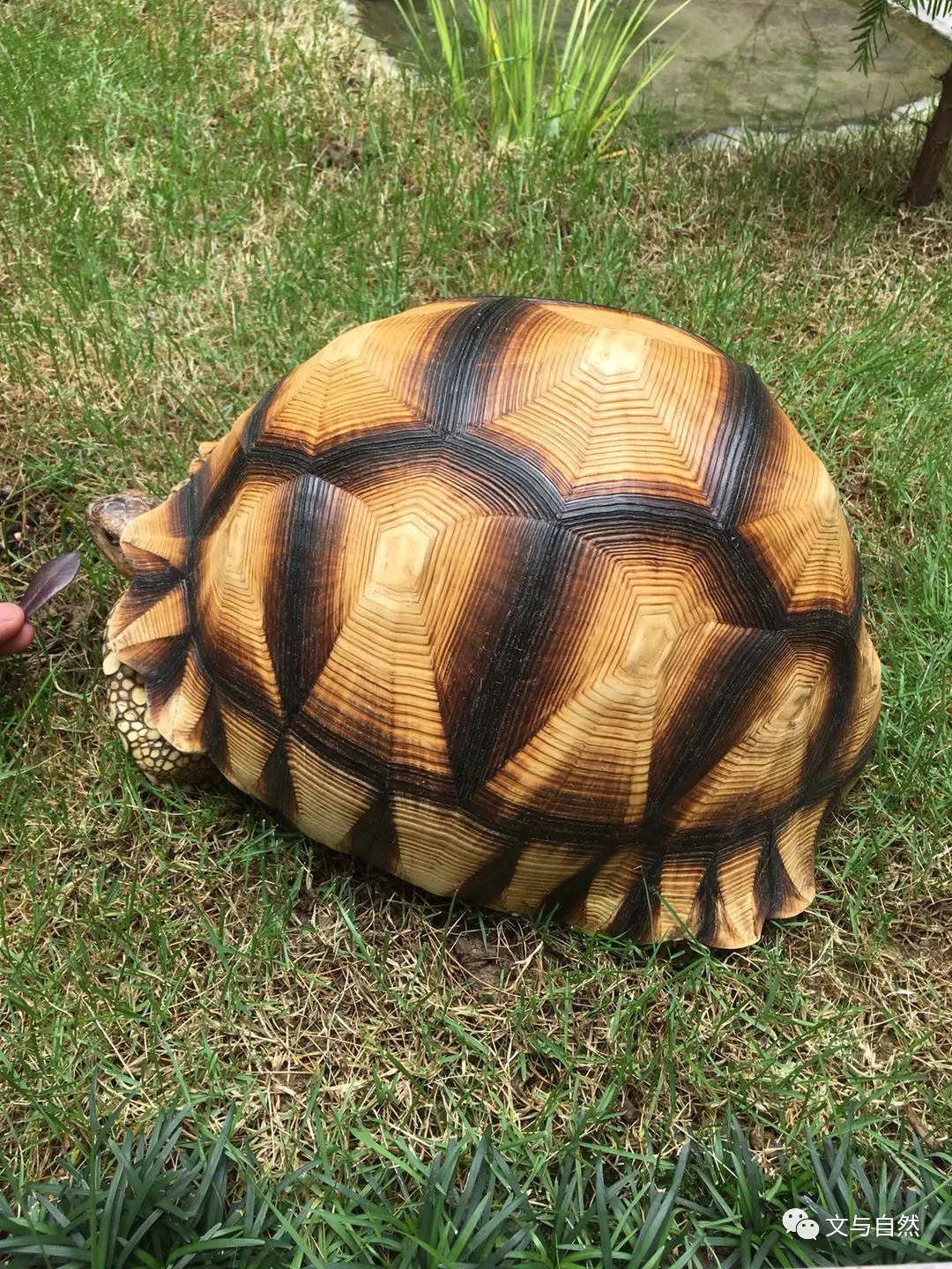 龟友来稿：红腿陆龟的饲养-从入门到繁殖（下） - 知乎