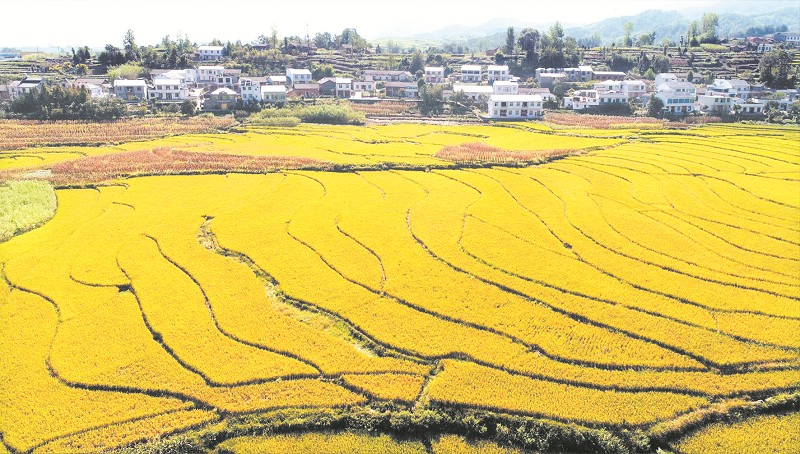 航拍竹溪中峰镇贡米基地一角