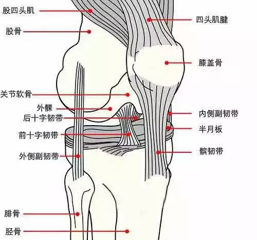 做深蹲腿疼怎么办