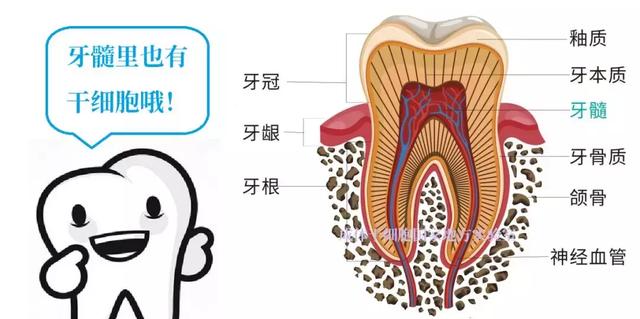 牙齒再生或夢想成真 健康 第4張