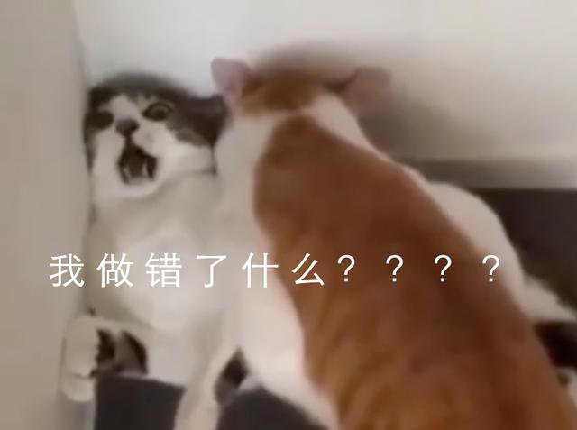 大橘以体重为势,欺负其他猫,猫一脸无辜看着镜头:我做错了什么