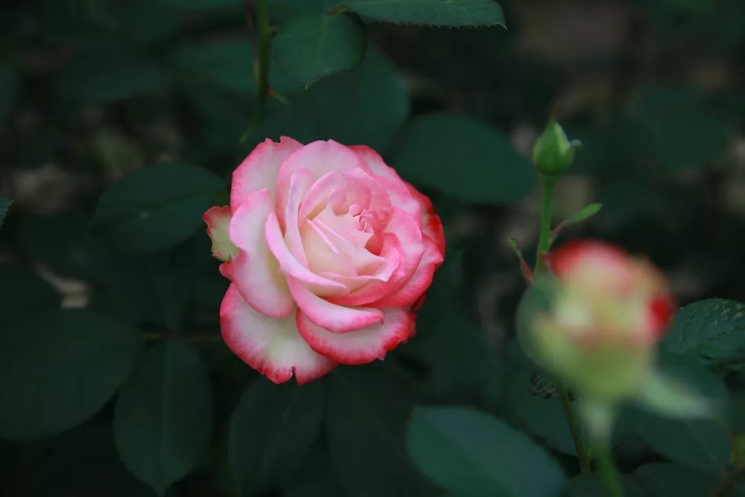 作为一个丰花月季,摩纳哥公爵的花量确实非常可观:多头 多分枝 勤花