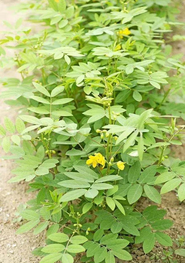 小时候常见的野花野草,你知道叫啥么?太全了