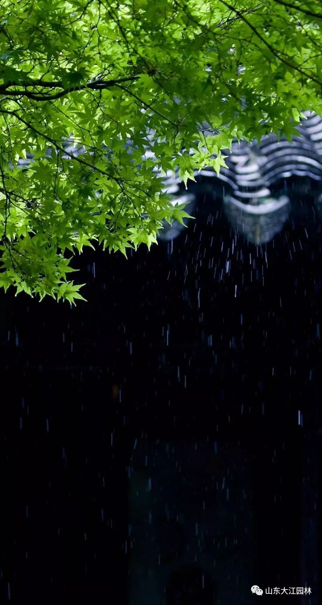 六,听雨卧眠听雨 一梦浮生从小读古人写雨的诗,有句很有意思:竹斋眠