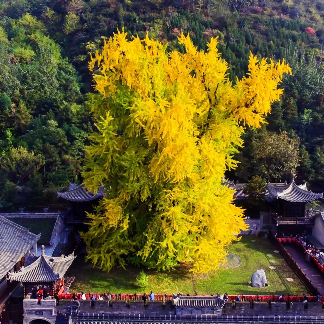 这个拥有"李世民手植银杏树"的寺院 已从静默无闻到广为天下知.