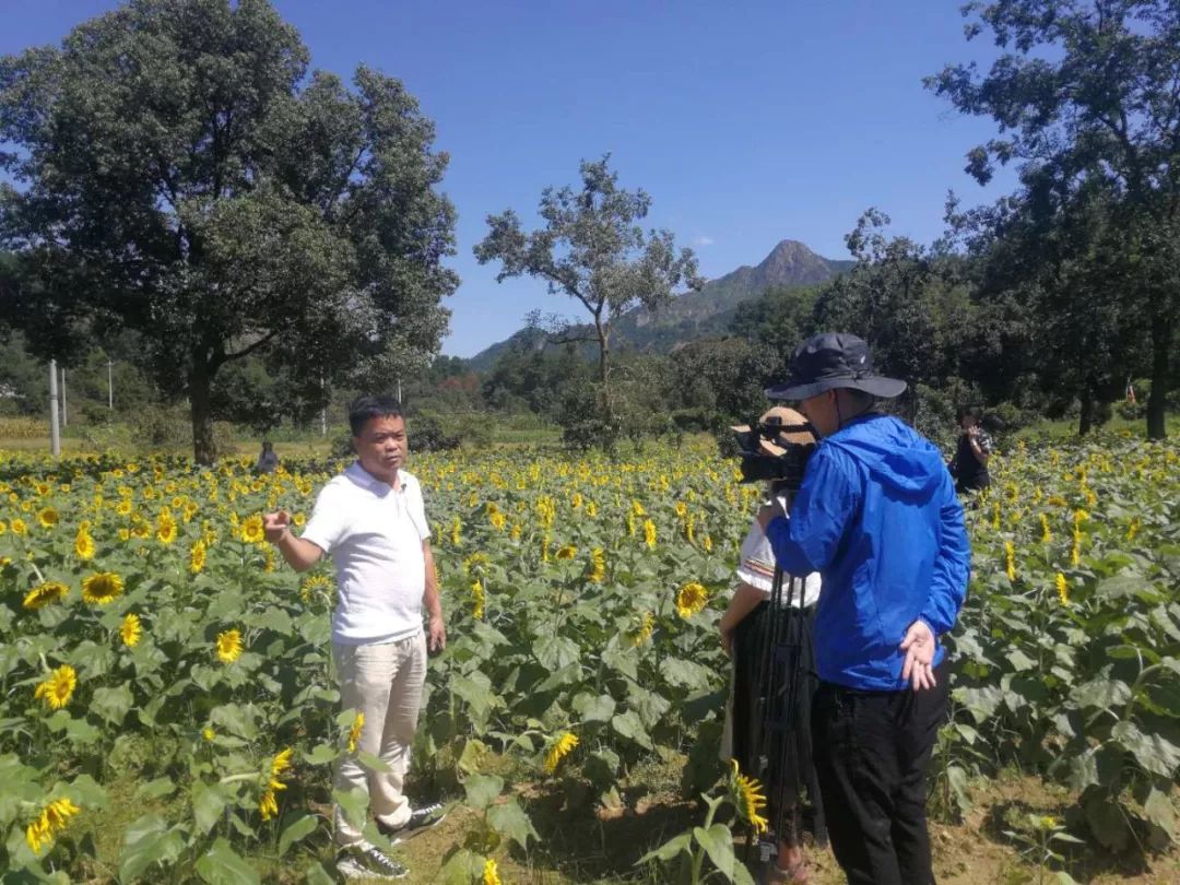 终于开花了泰石村向日葵基地等你来观赏