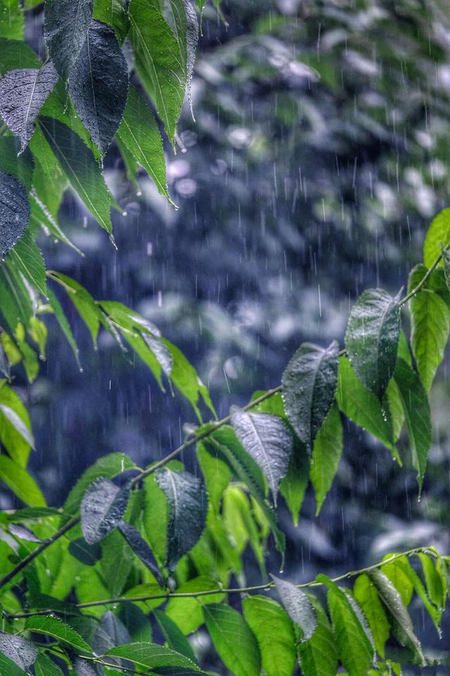 听见下雨的声音