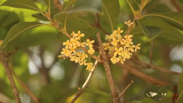 小短剧中的桂花情