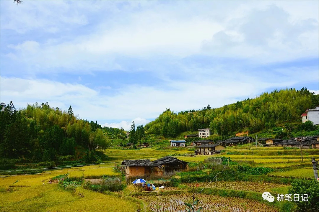 福建·大田·屏山秋色 ● 稻田香!