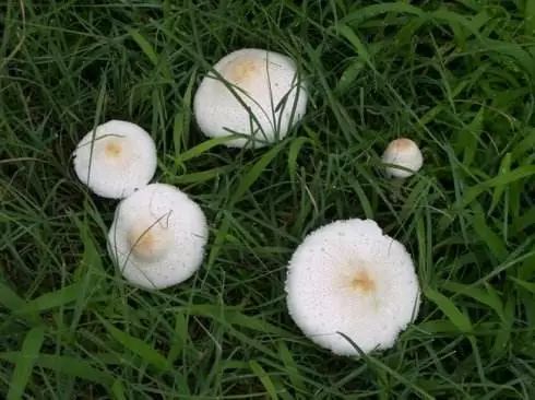 白蘑菇可能也有毒!慈溪张先生吃了自家花盆的白蘑菇中毒了.