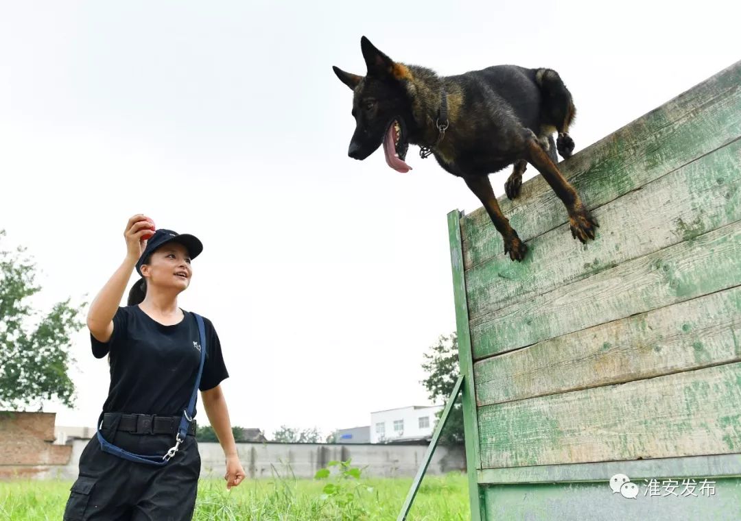 很难把威猛的警犬 与柔弱的女性联系起来 在淮安市公安局警犬训练基地