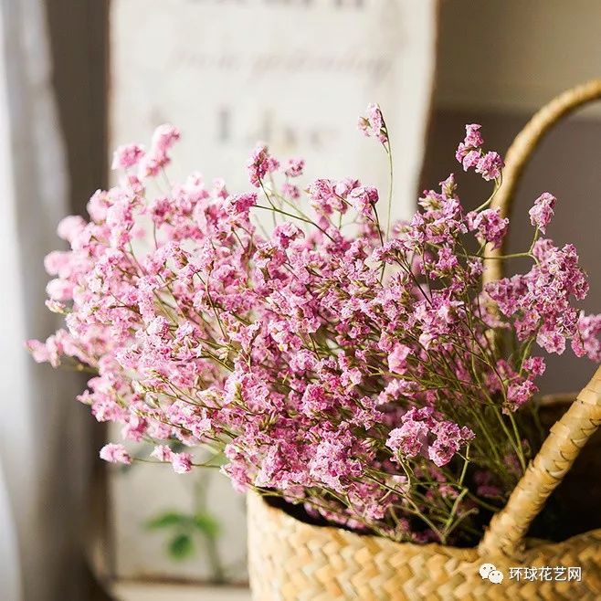 那些花艺师都不认识的叶材你知道几种1